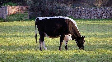 Vaca Frisona Menorca