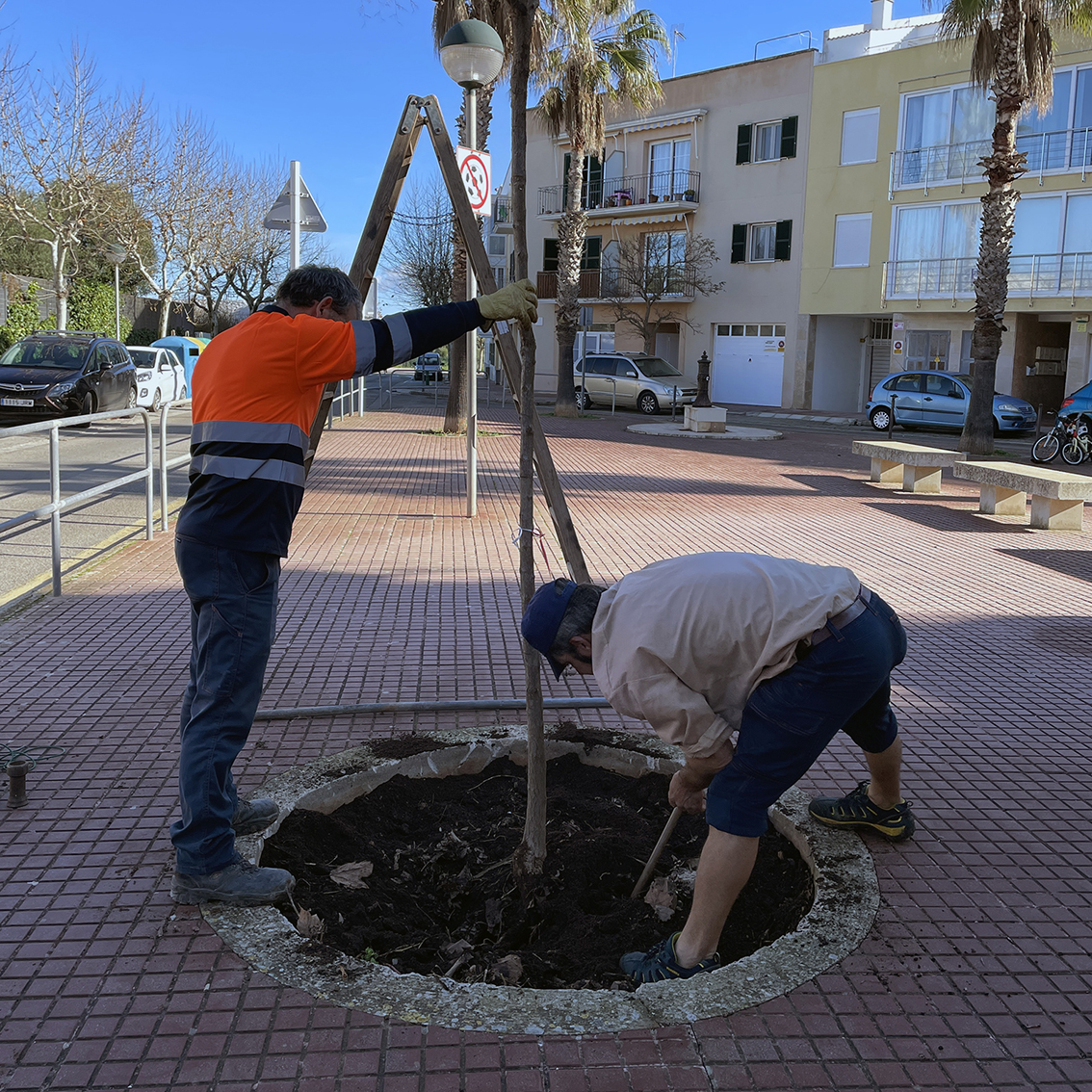 Plantació d'arbres a Ciutadella